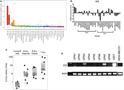 Cathepsin G Is Expressed by Acute Lymphoblastic Leukemia and Is a Potential Immunotherapeutic Target